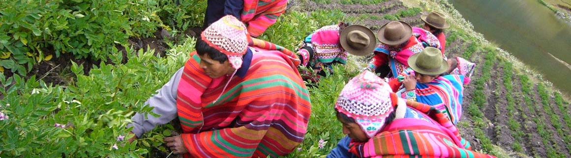 Campesinos-cueillete-Perou-Nature